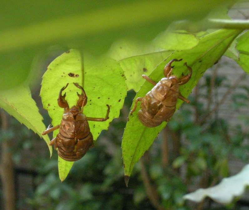 �������̖݂�