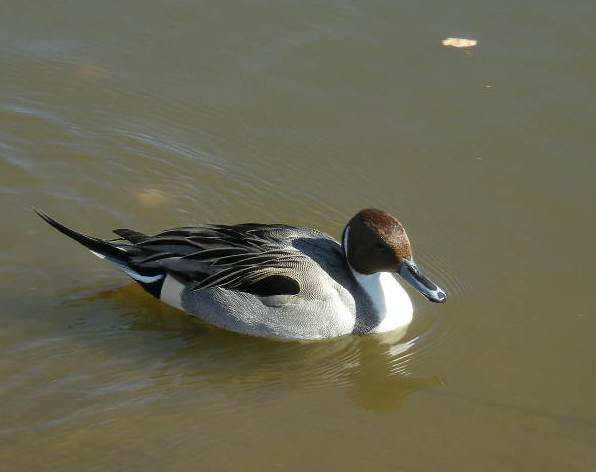 �������̖݂�