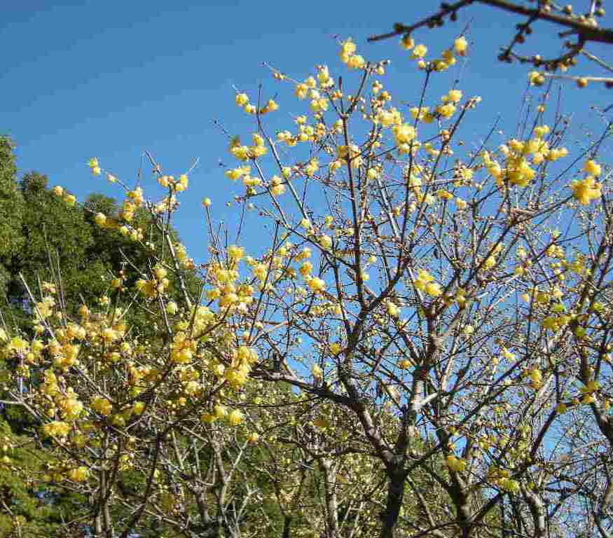 �������̖݂�