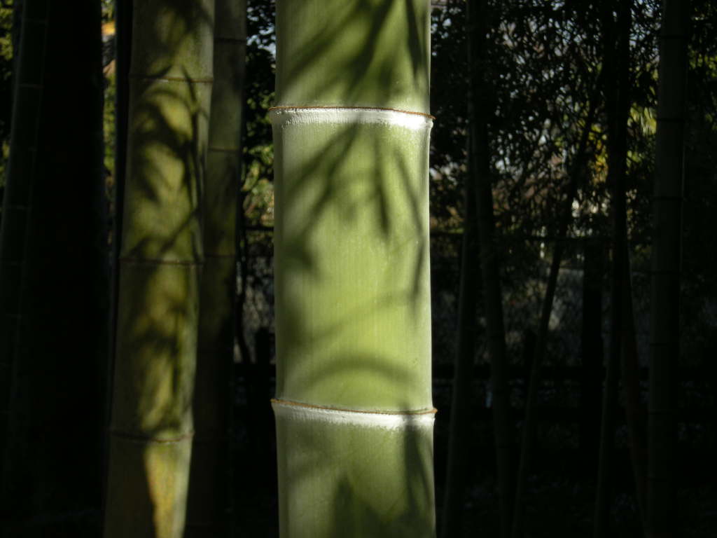 �������̖݂�