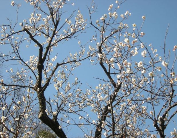 �������̖݂�