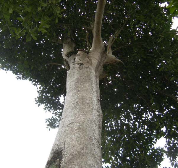 �������̖݂�