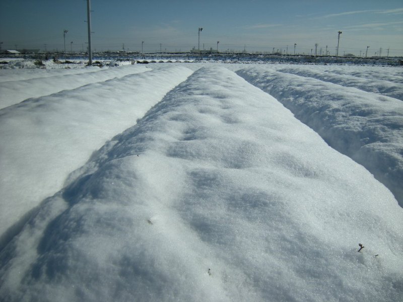 �������̖݂�