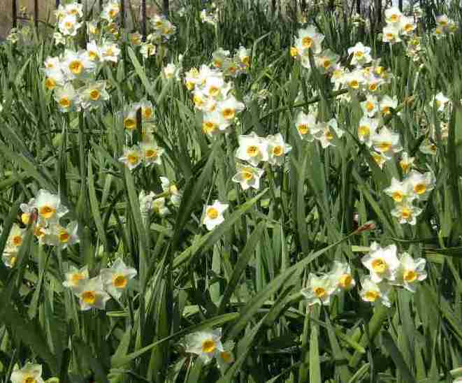 �������̖݂�