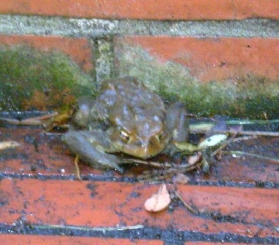 �������̖݂�