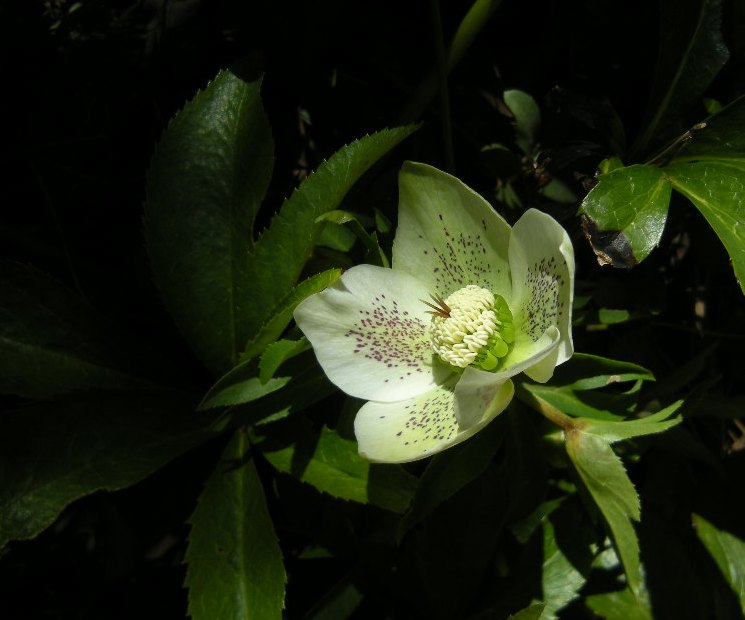 �������̖݂�