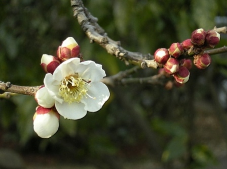 �������̖݂�