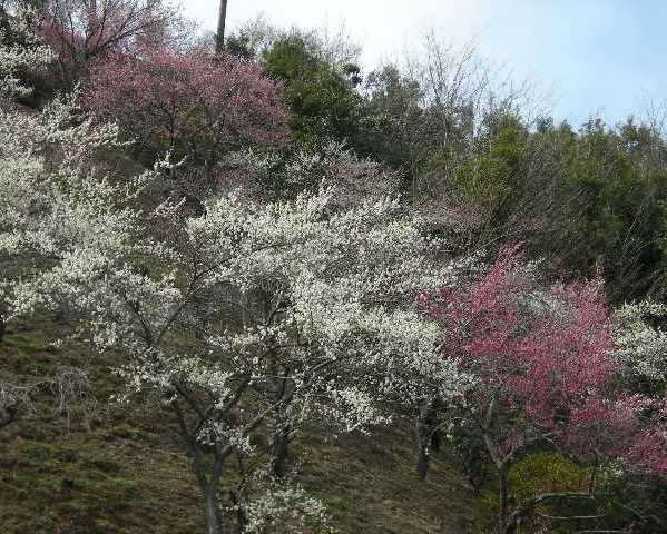 �������̖݂�