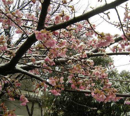 �������̖݂�