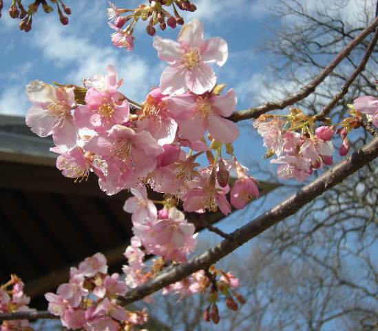 �������̖݂�