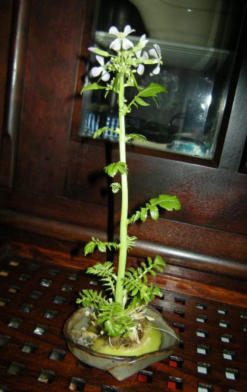 �������̖݂�