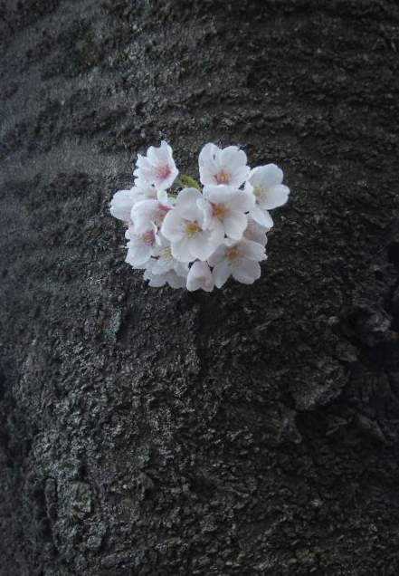 �������̖݂�