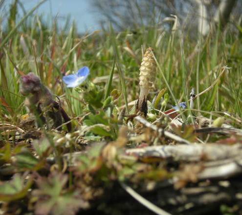 �������̖݂�