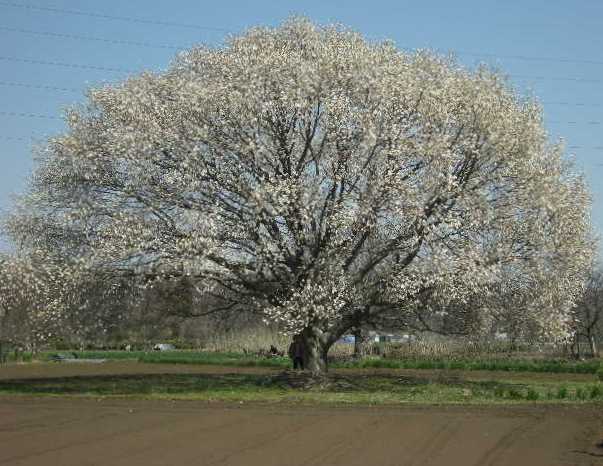 �������̖݂�