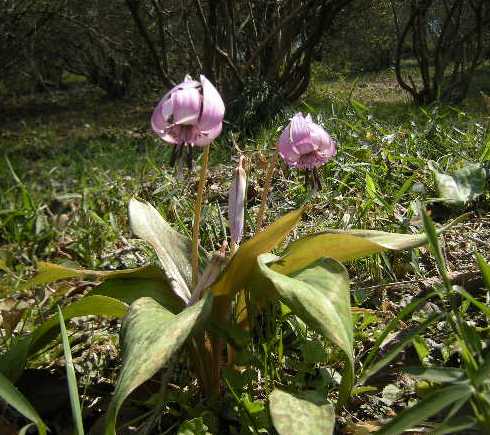 �������̖݂�