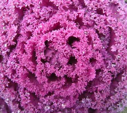 �������̖݂�