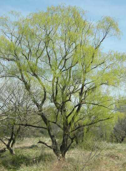 �������̖݂�