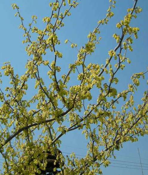 �������̖݂�