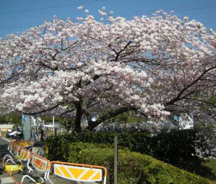 �������̖݂�