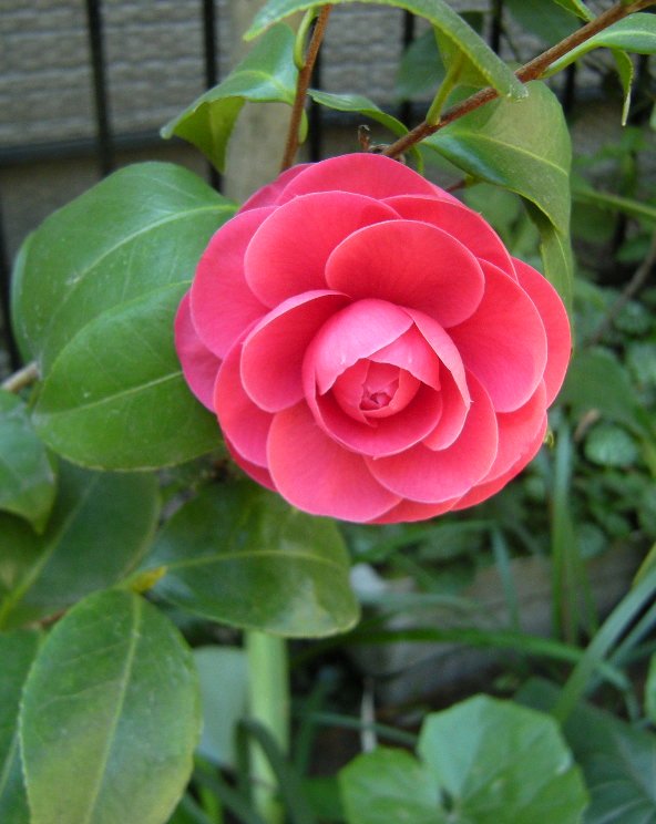 �������̖݂�