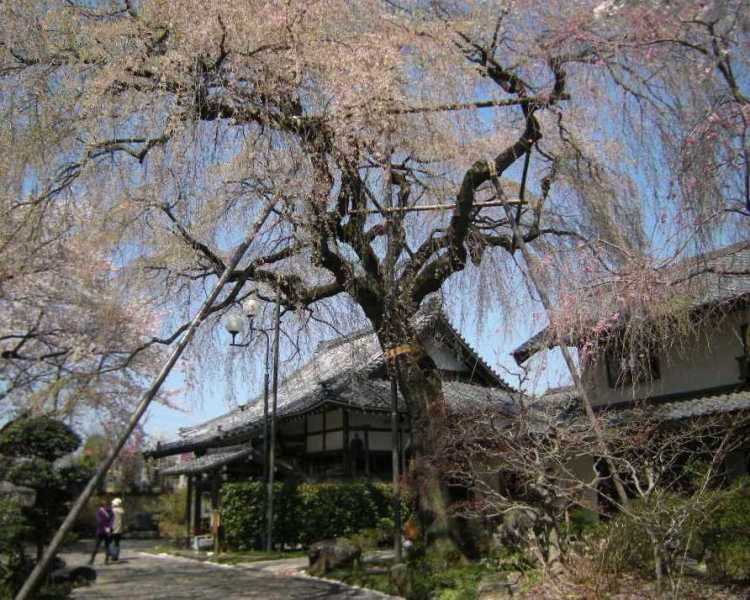 �������̖݂�