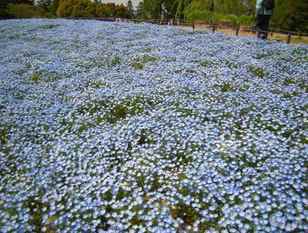 �������̖݂�