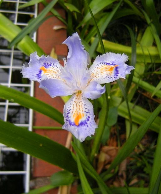 �������̖݂�