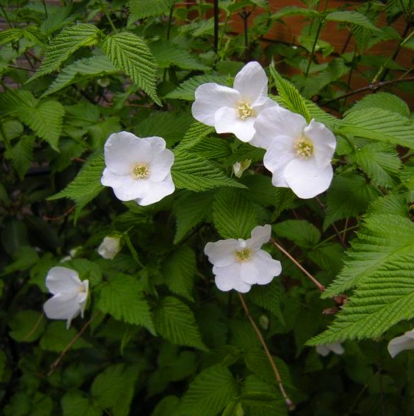 �������̖݂�