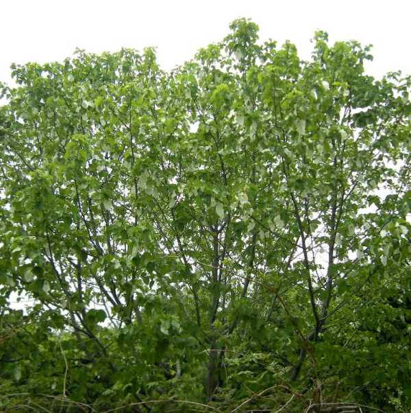 �������̖݂�