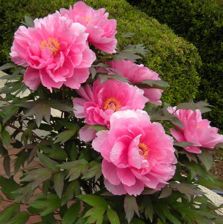 �������̖݂�