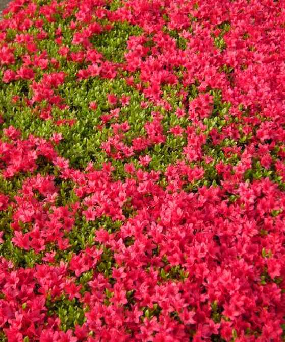 �������̖݂�