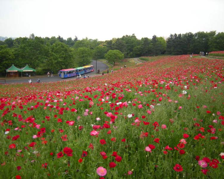 �������̖݂�