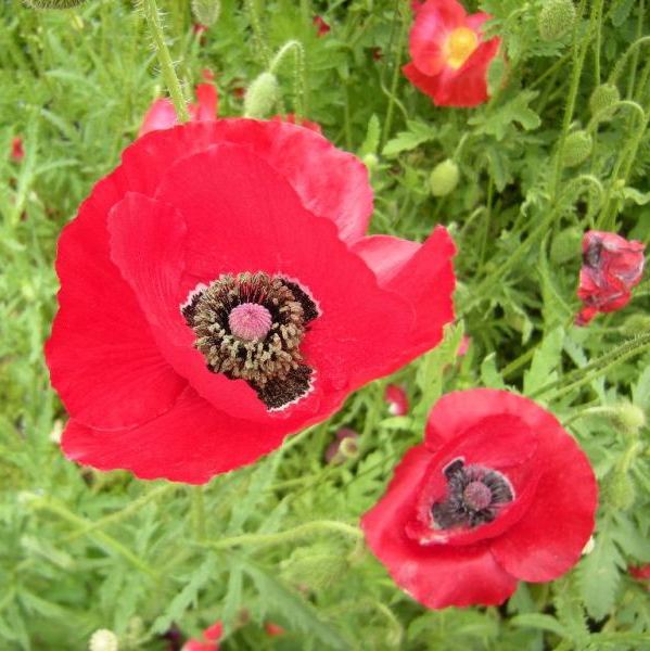 �������̖݂�