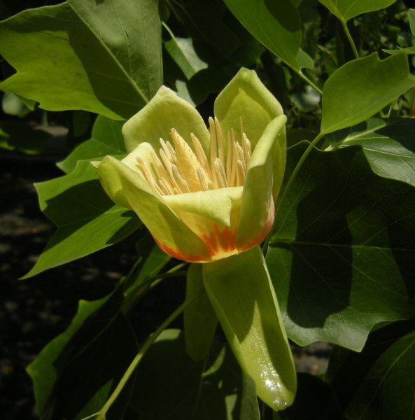 �������̖݂�