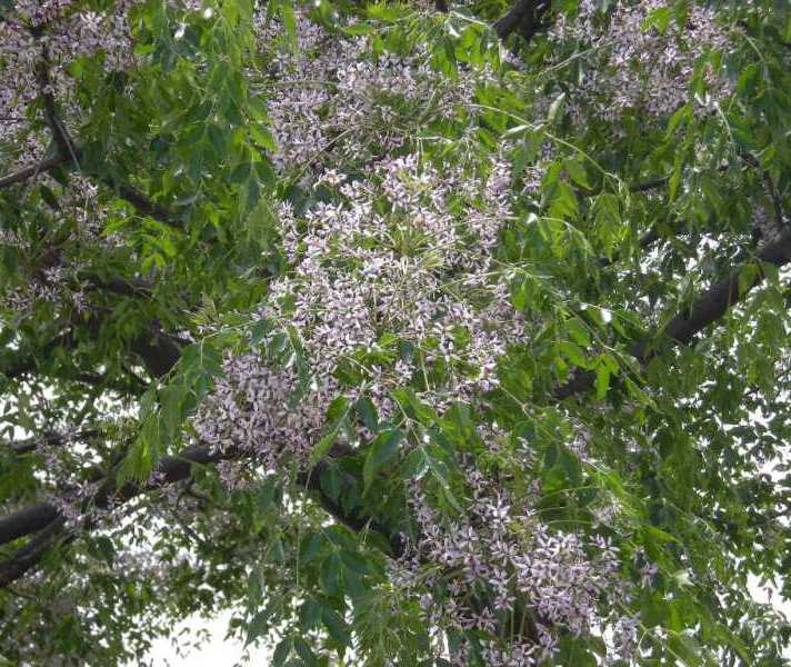 �������̖݂�