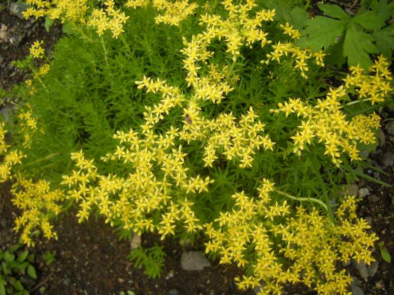 �������̖݂�