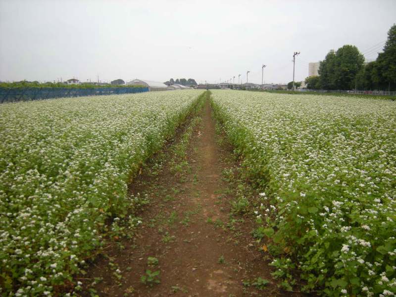 �������̖݂�