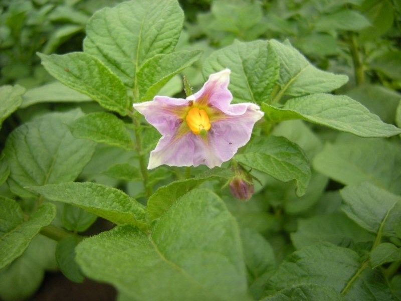 �������̖݂�