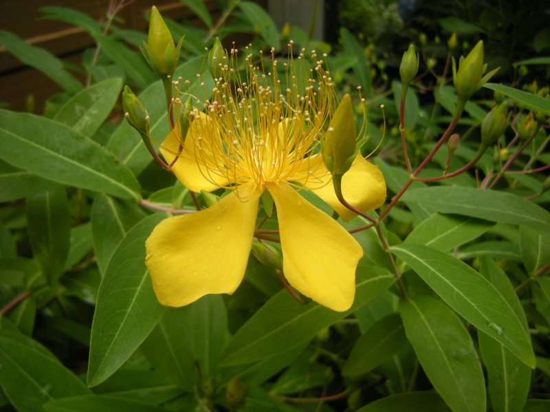 �������̖݂�