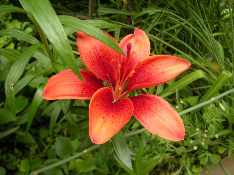 �������̖݂�