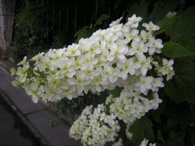 �������̖݂�