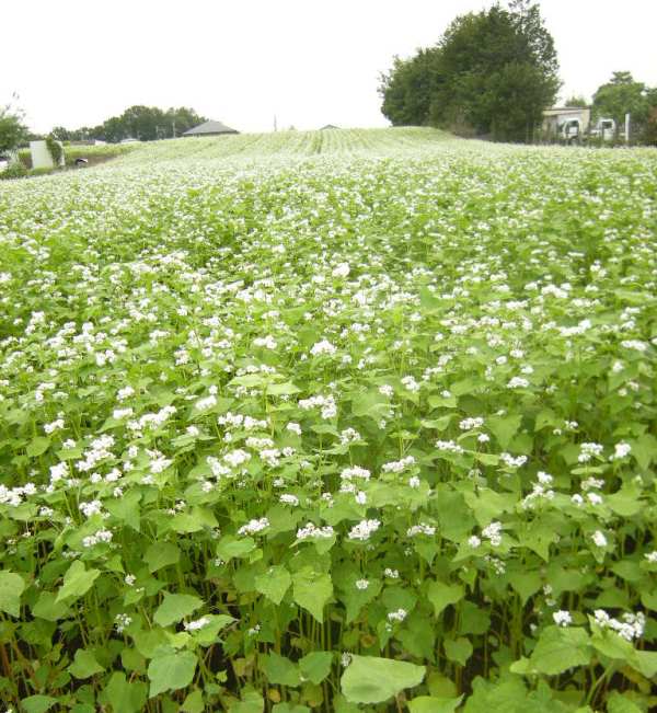 �������̖݂�