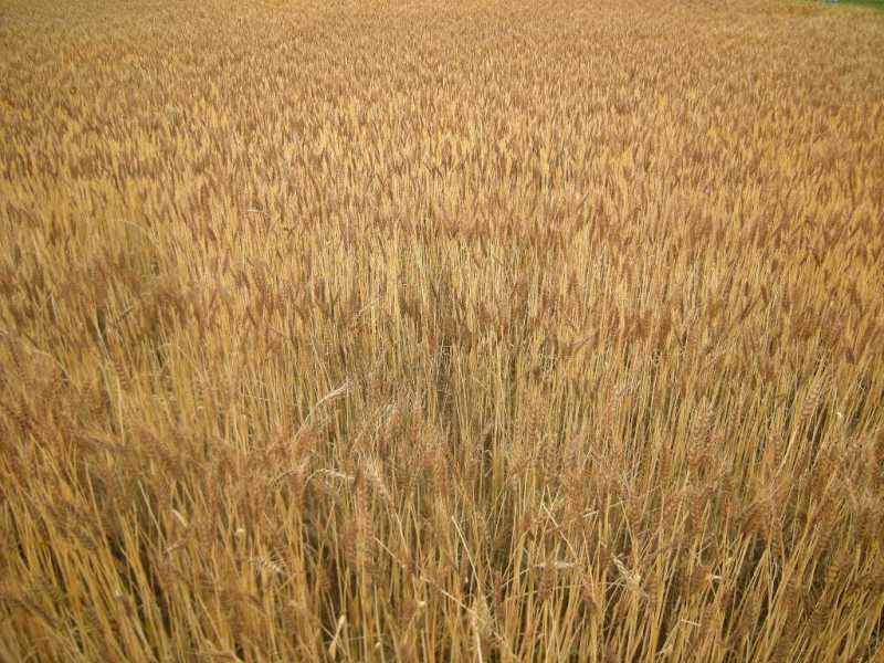 �������̖݂�