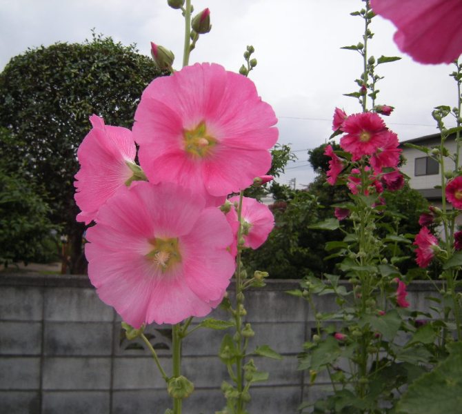 �������̖݂�