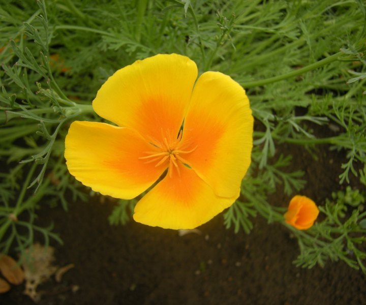 �������̖݂�