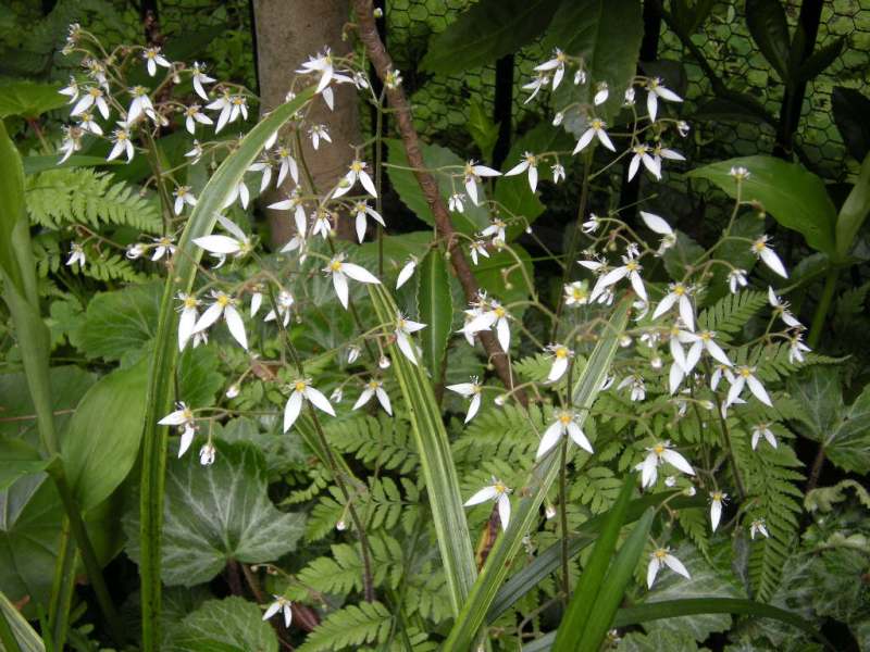 �������̖݂�