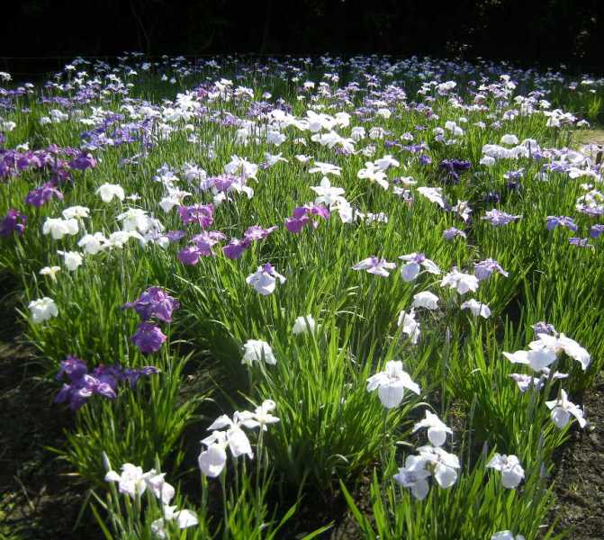 �������̖݂�