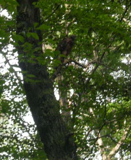 �������̖݂�