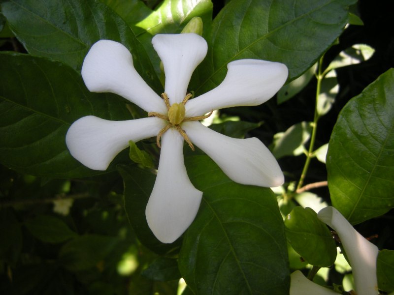 �������̖݂�