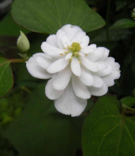 �������̖݂�